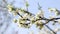 Close-up image of whiteÂ pearÂ blossomÂ againstÂ theÂ blueÂ sky. Spring flower festival image.